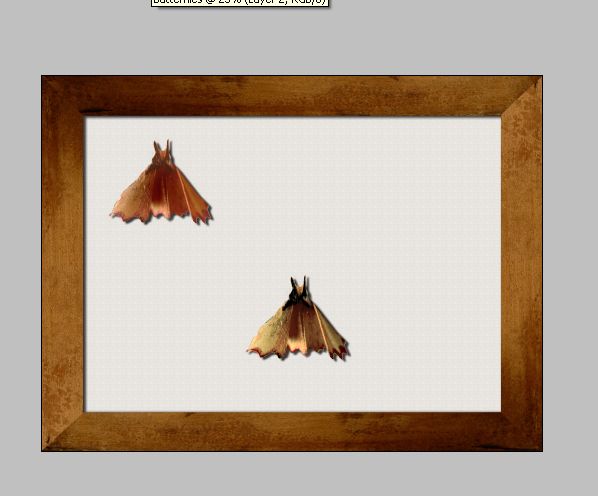 Creation of Butterfly colection: Step 5